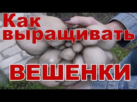 Как выращивать вешенки в домашних условиях