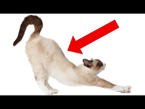 Why Your Cat Stretches When Seeing You