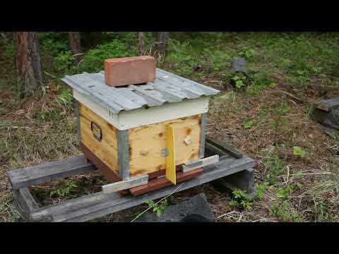 Двухматочное содержание и зимовка запасных маток