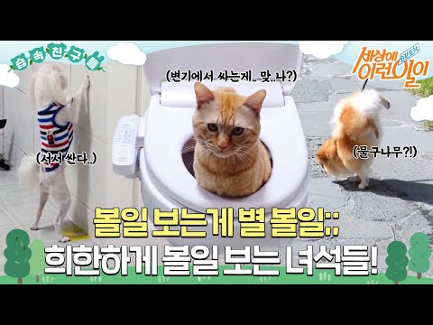 [#습속친구들] 😮볼일 보는걸 보자니 별 볼일이다;; 희한하게 볼일 보는 동물 친구들 모음! 😺🐶 #순간포착세상에이런일이 #WhatonEarth #SBSstory