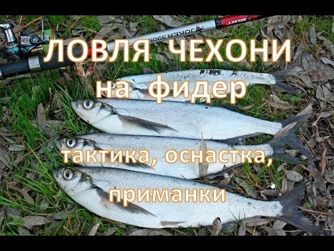 How to catch Chekhon on a feeder – tactics, equipment, bait.