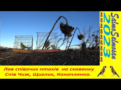 Лов співочих птахів  на схованку - Спів Чиж, Щиглик, Коноплянка.