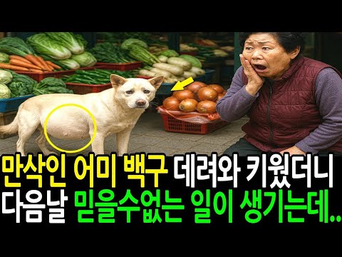 만삭 어미 백구를 할머니가 데려와 키웠더니 다음날 믿을 수 없는 일이 생기는데