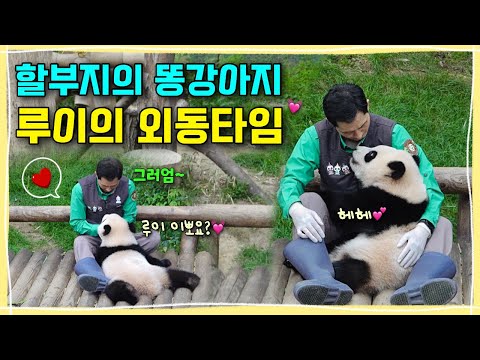 [ep.246] 할부지가 두 팔로 꼬옥 안아주자 또 웃어버린 루이의 달달한 외동타임💕꿀잠 자고 일어나더니 일단은 안들어간다는 귀염둥이 후야🐾ㅣ에버랜드 판다월드