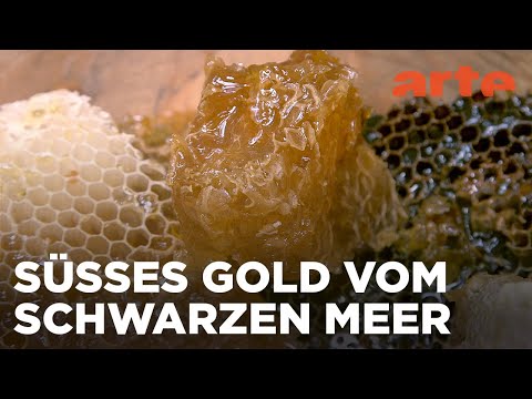 Türkei: Der Bär, der Honig und der Unbeugsame | Die Bienenflüsterer Reupload | ARTE Family