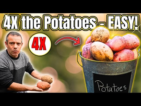 Grow 4X More Potatoes in Containers – Fast & Easy Harvest!