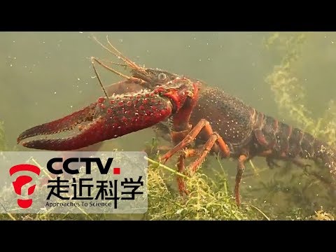 《走近科学》 田里有蛙有鱼还有小龙虾： 稻田养殖 综合种养 创造更大效益 20190828 | CCTV走近科学官方频道