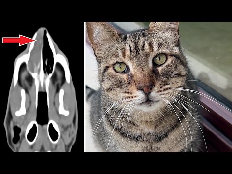 My Cat's Nose Turned Out to be Fully Blocked with This !! Removed by a Surgeon