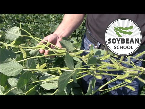 Soybean School: Stick with adapted varieties for higher yield