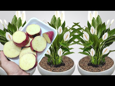 Apenas 1 batata faz explodir de tantas flores, fácil, barato e muito rápido