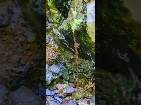 5000 feet above the sea, waterspring