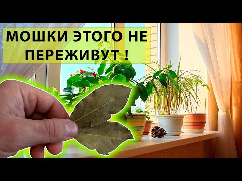 TWO LEAVES OF THIS PLANT WILL DRIVE BLENDS AND SHIELD FROM INDOOR FLOWERS.