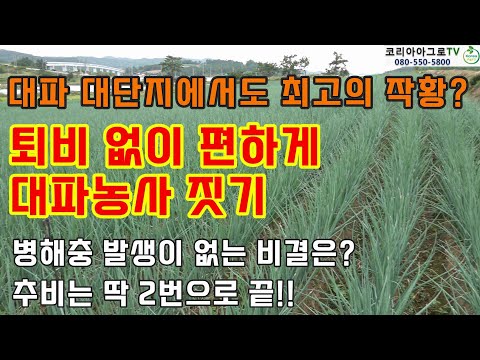 퇴비 없이 편하게 대파농사 짓기 - 추비도 딱 2번만!!