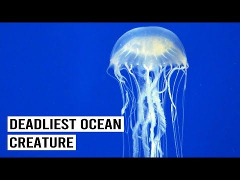 Box Jellyfish: The World's Most Deadly Venomous Creature
