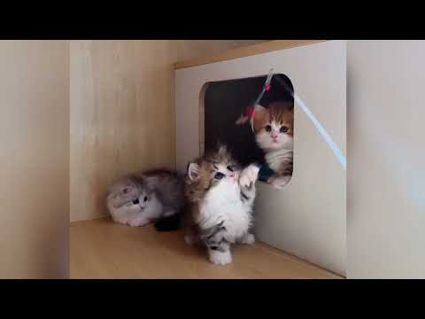 Les chatons rigolos illumineront votre journée de joie