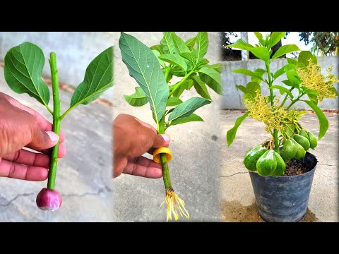 How to cut avocado to grow roots 100% onion root help