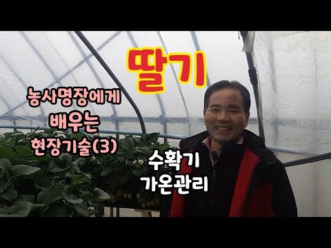 딸기 농사명장에게 배우는 현장기술(3) 수확기 가온관리 ㅡ 온습도 환경관리