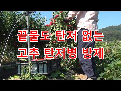 [24년 텃밭 고추 4부]끝물도 탄저병 없는 고추밭 방제 방법 공중전(2-2)