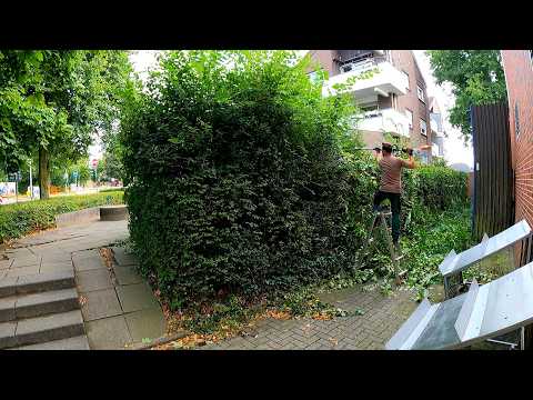 The STORE Manager COMPLAINED To Me, “WHY Should I Trim THIER Hedge?”