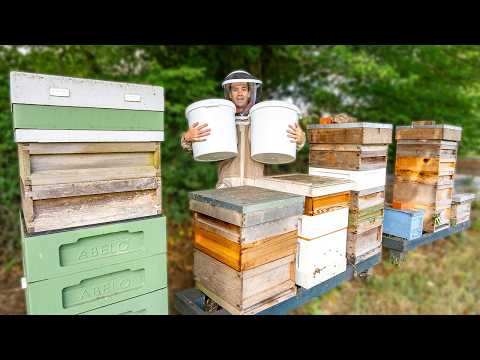 Harvesting 90kg of spring honey - this is where honey comes from!