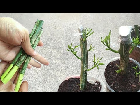 How to quickly and easily grow lemon and orange tree cuttings without spending any money!