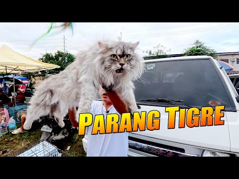 PINAKA MALAKING PUSA SA BOCAUE