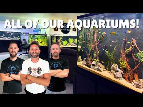 All of Our Aquariums & Fish! 4,500+ Gallons, 31 Tanks, & Tons of Cichlids! | Full Fish Room Tour