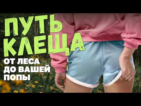 Путь клеща: от рождения до вашей попы