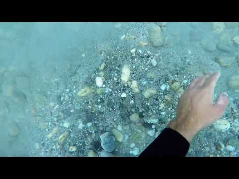 🌊💍 METAL DETECTING UNDERWATER. Found an Ancient Antique Signet Ring. Gold.