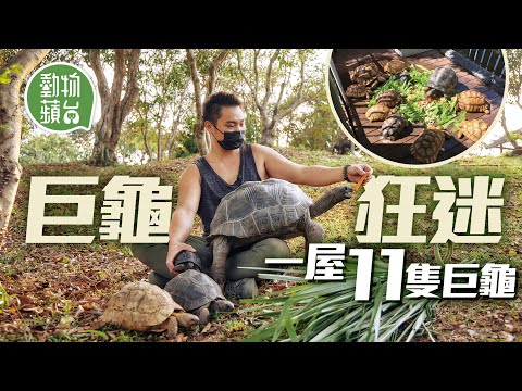 29歲巨龜狂迷一屋30多隻龜 龜屋連散步花園逾千呎 收養社運入獄人遺龜：「被迫分開已經好慘」#寵物狂人 #動物蘋台─果籽 香港 Apple Daily─原刊日期：20210326