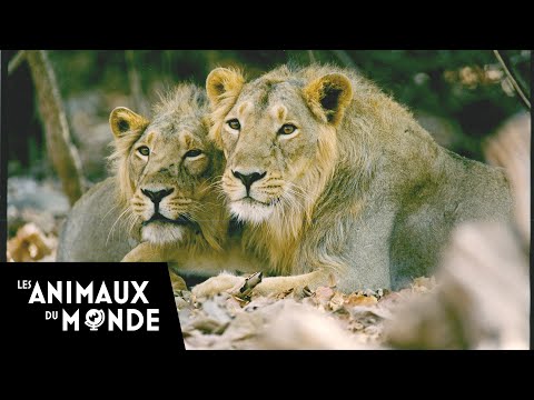 Au royaume des Lions d'Asie - Inde - Passion sauvage