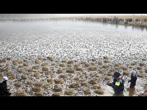 澳大利亚放出蚂蚁来消灭世界上毒性最强的动物——结果把科学家们都吓坏了