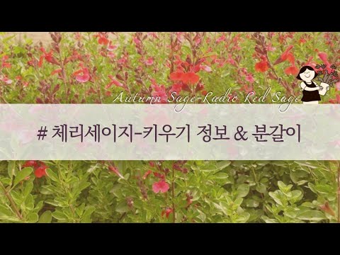[체리세이지, Salvia greggii]체리세이지 키우기 정보, 분갈이