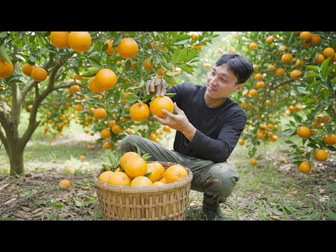 Harvesting 1000+ Sweet Orange Go To Country Market Sell | Setting traps chicken in the woods