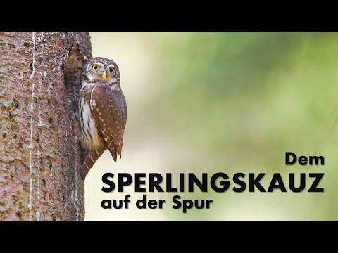 DEM SPERLINGSKAUZ AUF DER SPUR | NATURDOKUMENTATION [4K]