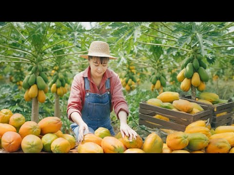 TIMELAPSE -- Harvest Giant Ripe Red Papayas, Transport Go to Market Sell - Cooking Papayas