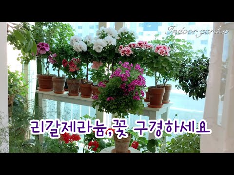 Regal geranium, pest-free and summer-hardy