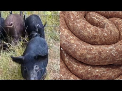Wild Hog Homemade Smoked Sausage!!! (Catch & Cook)
