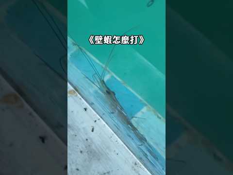 📍Tito Shrimp Fishing Farm in Xiamen encountered a lot of wall shrimp. I've compiled my assessment...