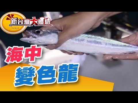 釣魚必殺餌紅蟲 捕撈海中變色龍《新台灣大體驗》第155集 廖慶學