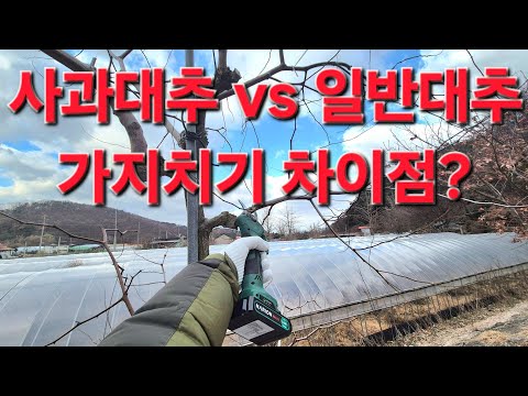 사과대추나무 vs 일반대추나무 가지치기 차이점은? 거꾸로 하면 폭망~