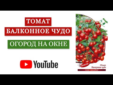 Томат БАЛКОННОЕ ЧУДО от Agroni / Огород на окне / Как вырастить помидоры на подоконнике