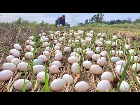 Best video amazing  -A farmer collects a lot of duck eggs in a rice field with cracked soil.