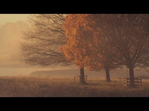 a cozy playlist for the last autumn days before winter