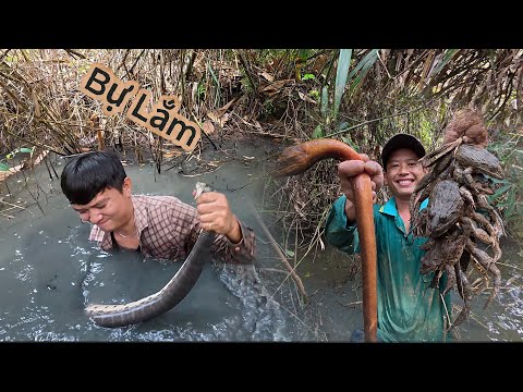 Khu vườn hoang toàn hàng Khủng ẩn nấp | Gấc Quê