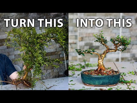 How To Make Bonsai from Collected Material