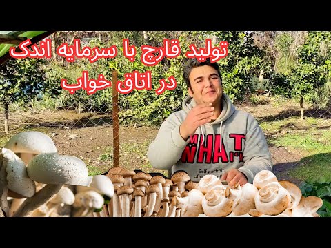 کاشتن قارچ ؛در خانه و از سرمایه ای کم شروع کنید 🍄/سود این کار تضمین شده است