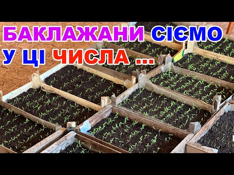 Коли сіяти баклажани на розсаду ? Вирощування баклажанів розсадою