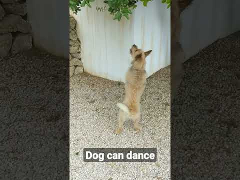 dancing dog 🐕🐕🐕🐕
