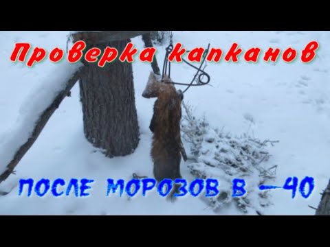 The frosts have released, I ran along the path with KA-2 traps, the result was pleasing, the spec...